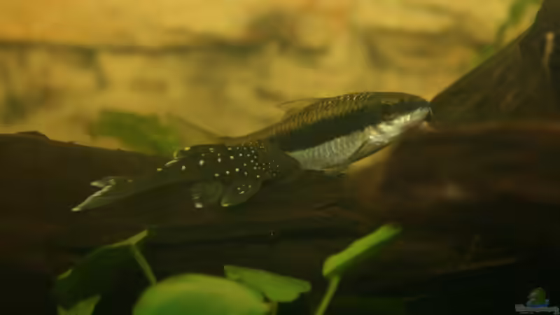 L 128 von Michael Schilling (38)