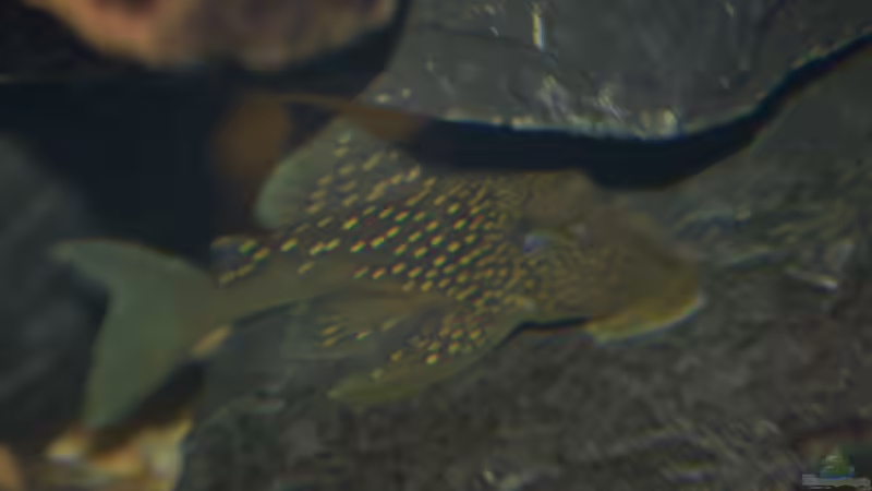 L 128 von Vito99 (11)