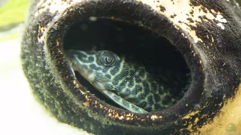 L 129 ? von 1887woeh (23)