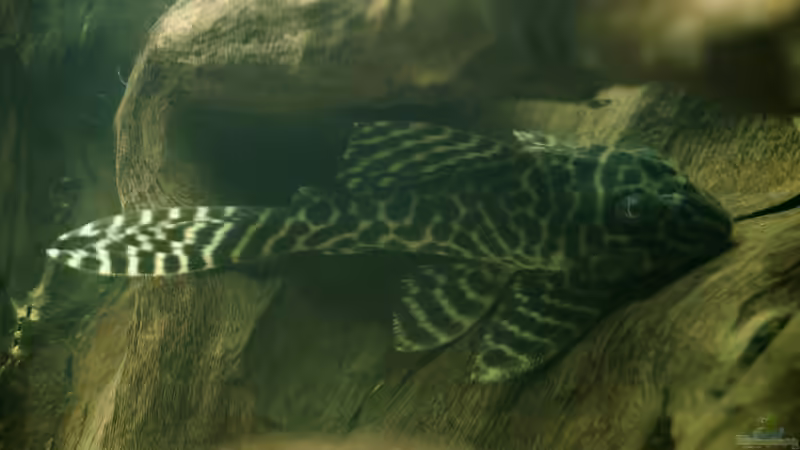 L 129 ? von 1887woeh (24)