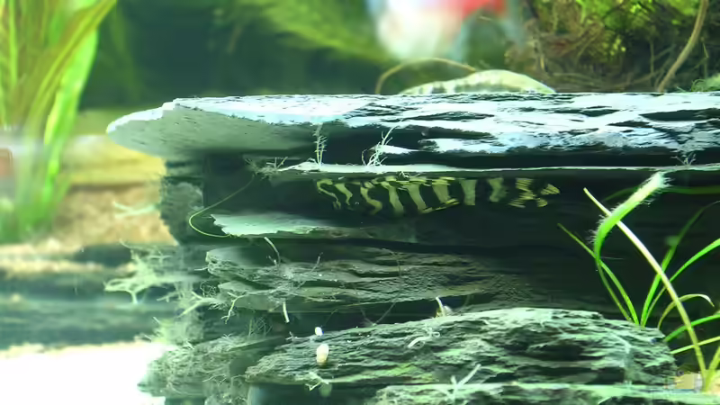 L 134 - ´Ich pass hier noch dazwischen....´ von Christian Grunwald (62)