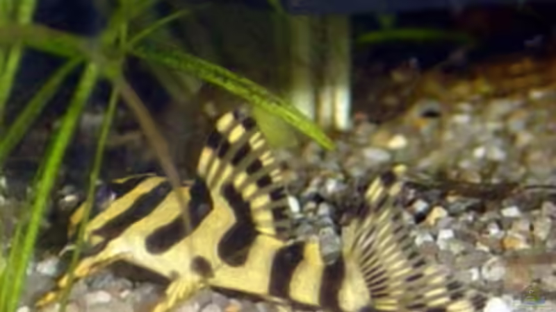 L 134 - regular banded von The_Lizardking (26)