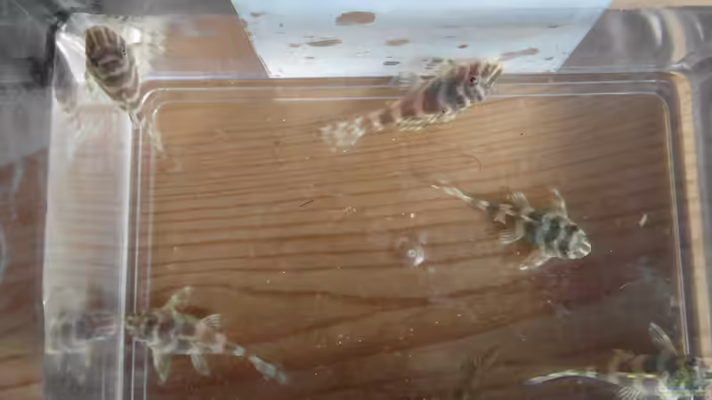 L 134  von Intershrimpview (88)