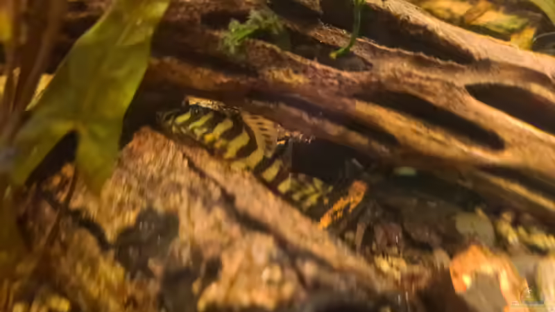 L 134. von Ralleplus FARA (7)