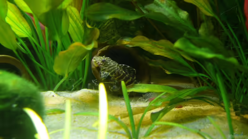 L 134 Nr. 2 von Die kleine Meerjungfrau (43)