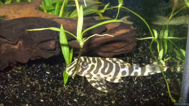 L 134 Peckoltia sp von Titan (11)