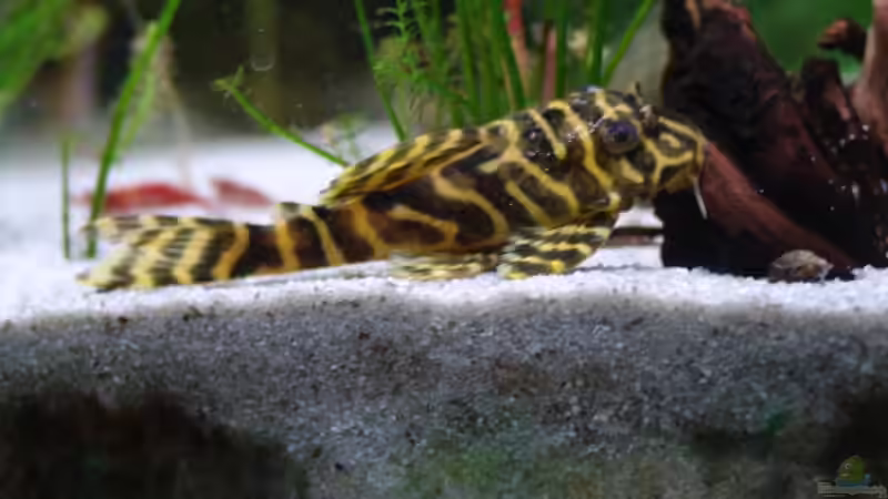 L 134 Tapajos Zebra von Stefan S. (10)