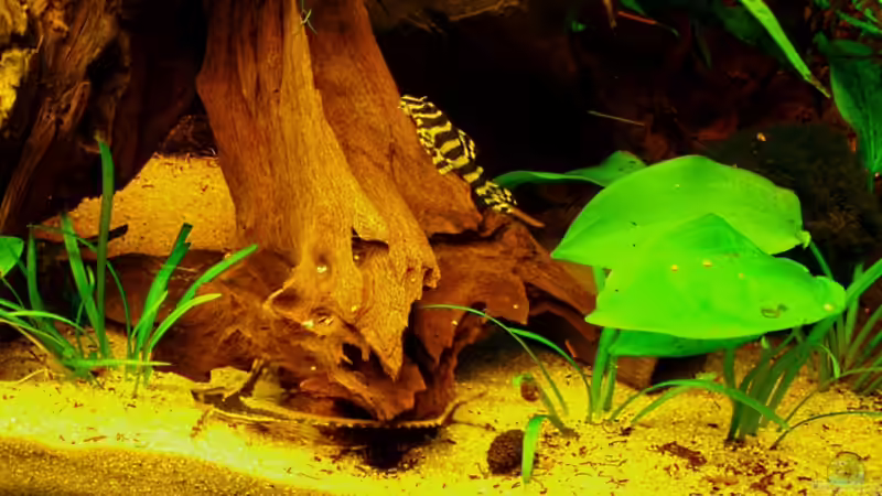 Aquarien mit Sturisoma panamense (Panama Störwels)