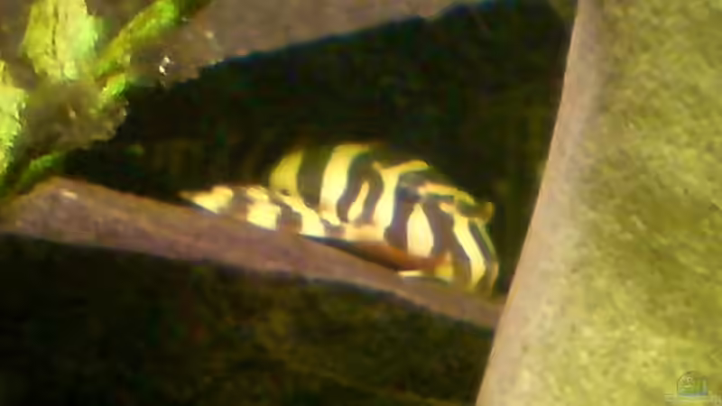 L-134 von Achim Dengler (28)