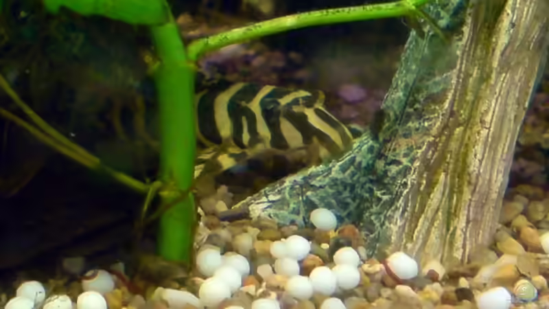 L-134 von Achim Dengler (29)