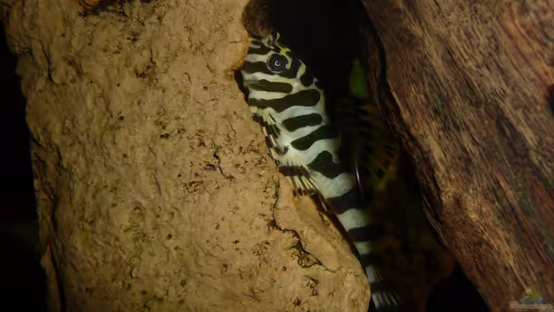 L 134 von carkl (37)