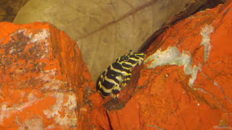 L 134 von Franky Lunatic (26)