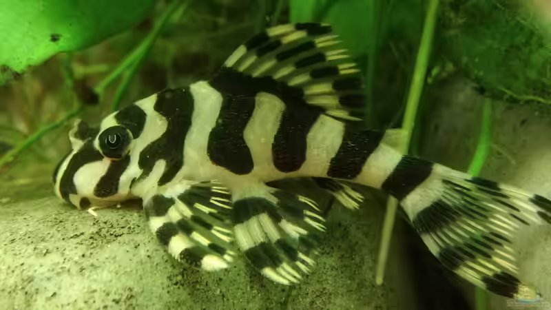 L 134 von Heike Fuchs (19)