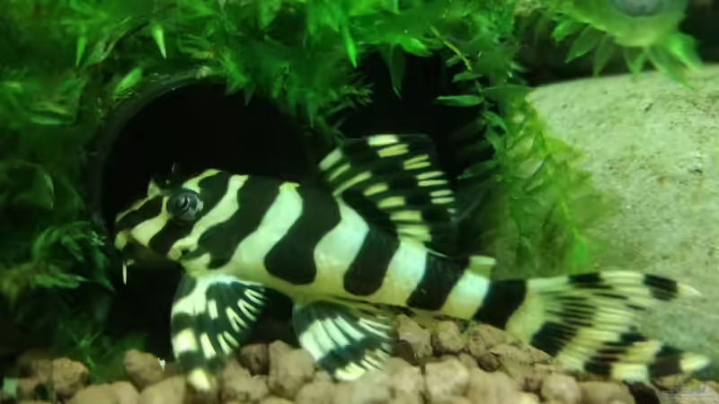 L 134 von Heike Fuchs (20)