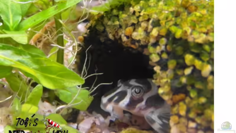 L 134 von Intershrimpview (80)