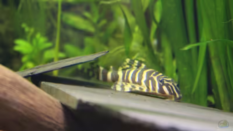 L 134 von JessiKa265 (24)