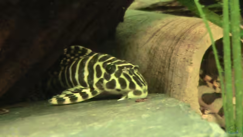 L-134 von ManiacT (7)