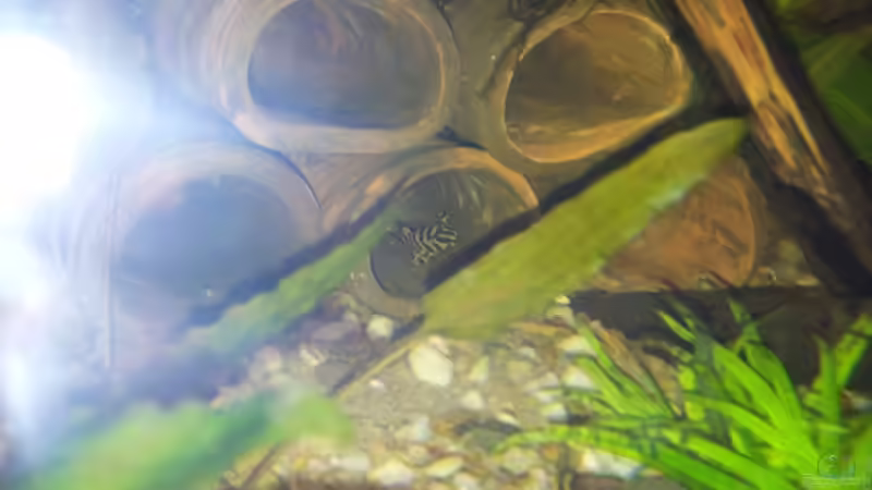 L 134 von Michael Scheffler (47)