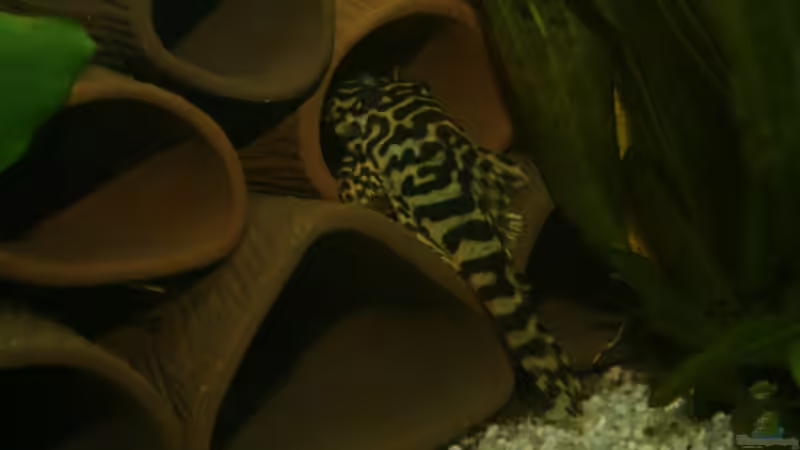 L 134 von Michael Schilling (12)