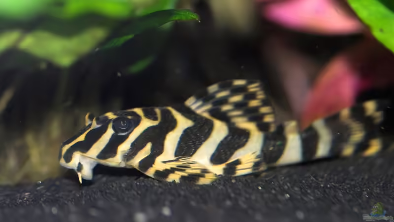 L 134 von Olaf D. (28)