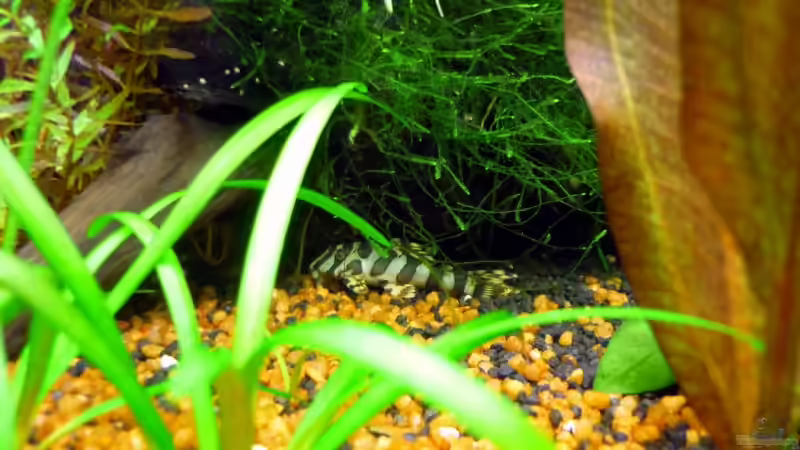 L 134 von Sabrina & Dirk Bergmann (50)