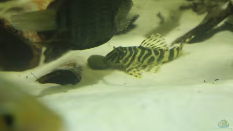 L 134 von T-Aquatics (44)