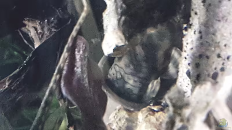 L 135 in seiner Höhle von Henki (6)