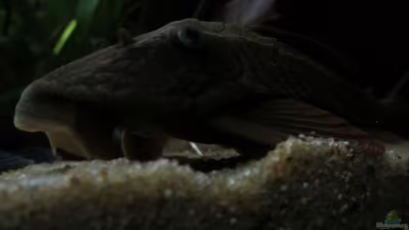 L-137 leider nicht mehr im Becken von Sabrina Plankensteiner (46)