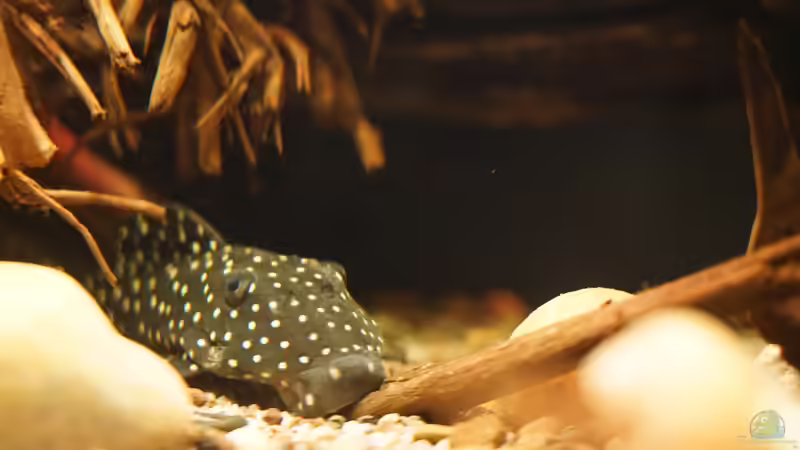 L 142 Snowball von Jonas B. (70)