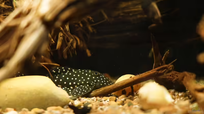 L 142 Snowball von Jonas B. (72)