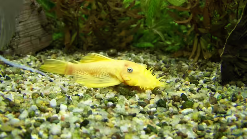 L 144  von Dani7 (18)