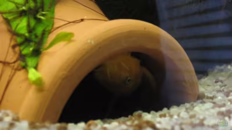 L-144 Bock: My home is my Castle! von Sascha Bötzel (12)