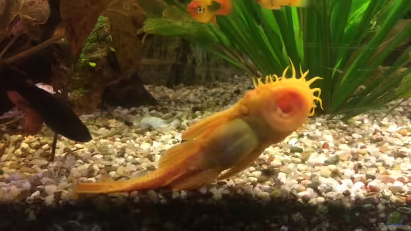 L 144 hier noch im alten 450 liter Becken  von Marcus Lucke (29)