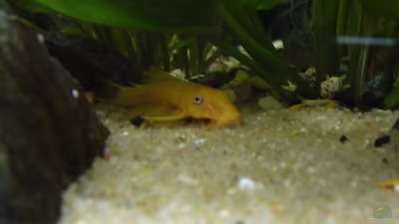 L 144 im Sandkasten von Sunnyboy_72 (21)