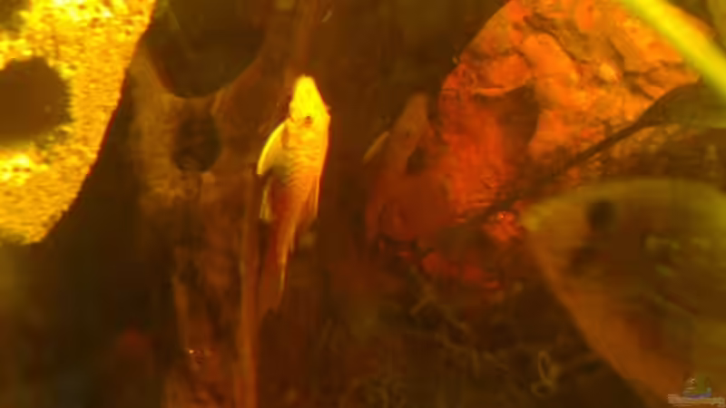 L 144 von Lorenz Graf (12)