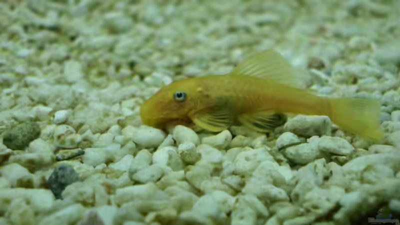 L 144 von Maik Wirsing (6)