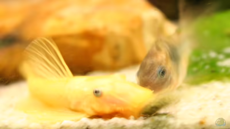 L 144 von NlLs M0nt (16)