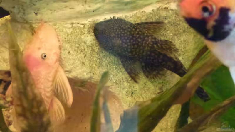 L 144 Wels und normaler Wels von gbroker (7)