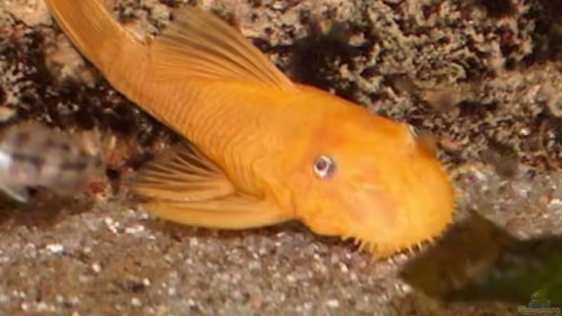 L 144 Wels von Monika Thiele (16)