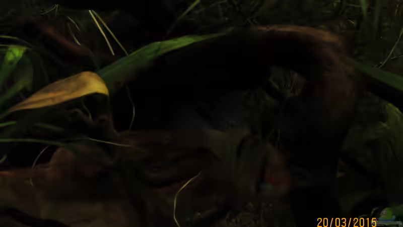 L 15 und Schmetterlingsbuntbarsch von SimonHB (10)