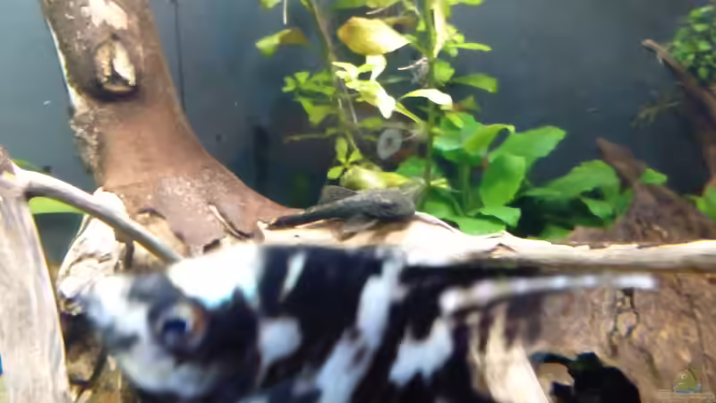 L 159 von Oliver Wolf (18)