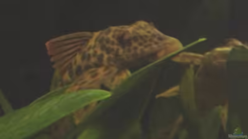 L 163 von Sven Pohlner (19)