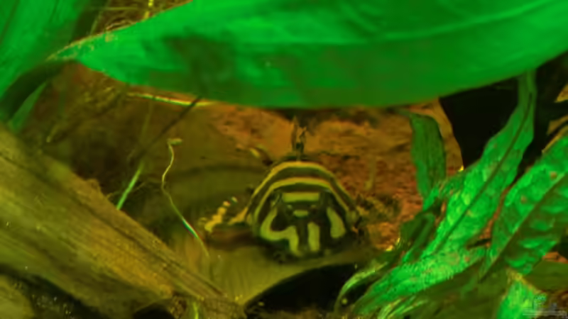 L 168 am 20.03.11 von nokoeh (54)