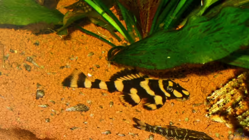 Aquarien mit Otocinclus cocama (Zebra-Otocinclus)
