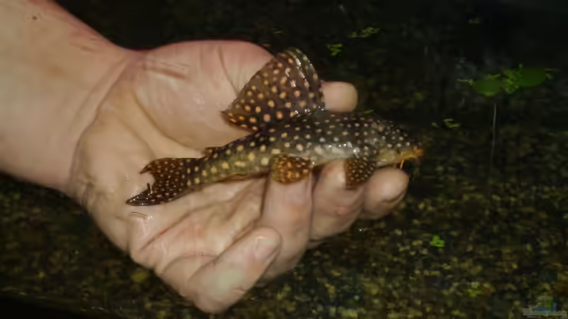 L-172 von Robert Kolovrat (24)