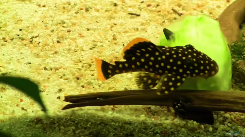 L 18 von max-sonic (13)