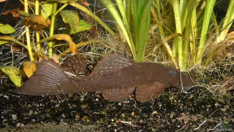 L 180 Ancistrus dolichopterus Weibchen von Titan (13)