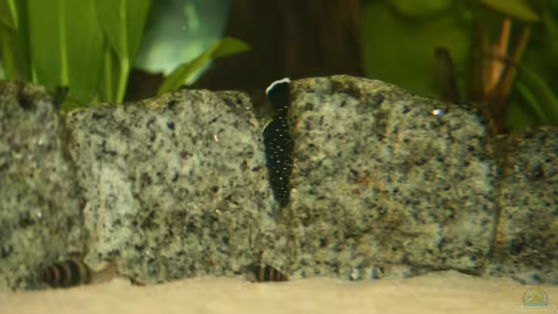 L 181 und 2 Helenas von Steffen Rübsam (30)