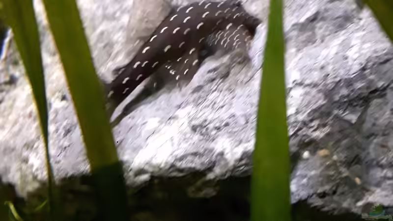 L 181 von feld81 (7)