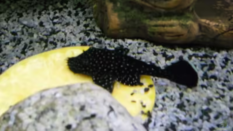 L 183 von Ruppinho (42)